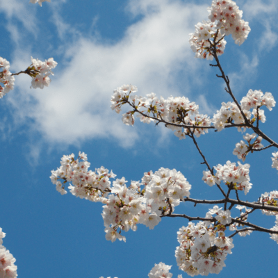 さらば AIのジャケット写真