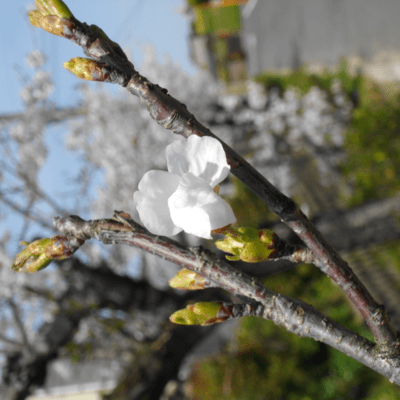 タッ チョン パンのジャケット写真