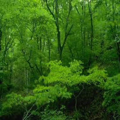 IN THE SMOKE (feat. SPIRIE KONG)のジャケット写真