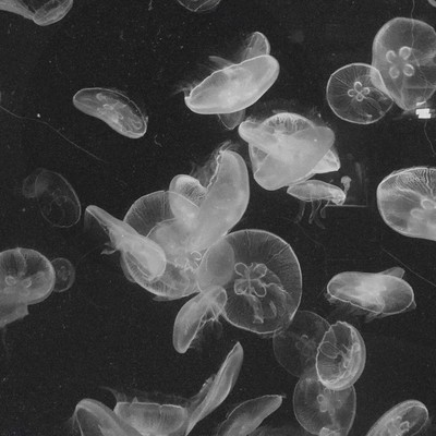 Timeless Front Cover