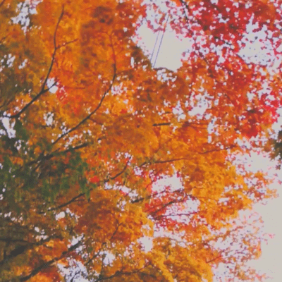 Autumn Straight Front Cover