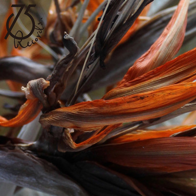 SHAMROCK vol1 Front Cover