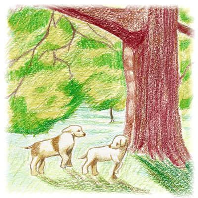 Down by the Salley Gardens (Irish Traditional) Front Cover