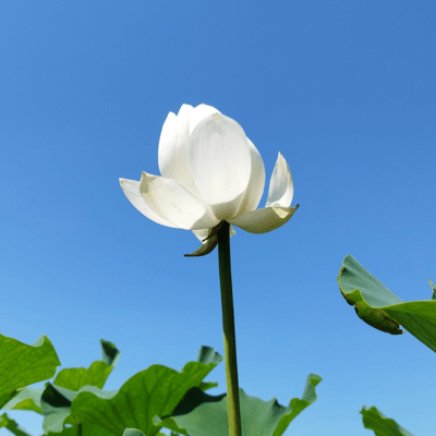 Lotus in the Apartment Front Cover
