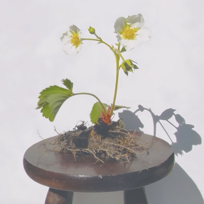 生きてたいんだのジャケット写真