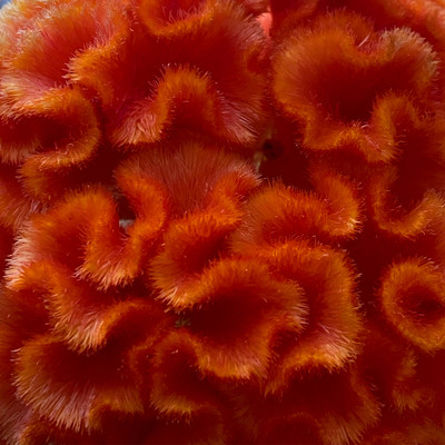 浪漫のジャケット写真