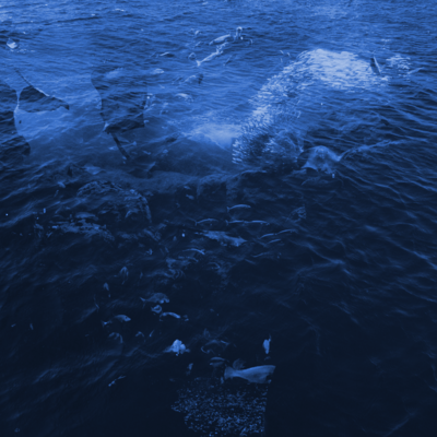 ウミユリのジャケット写真