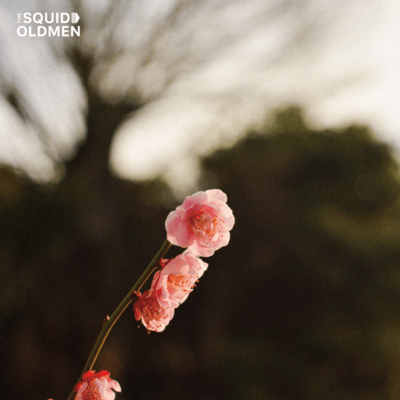 Spring is Almost Here Front Cover