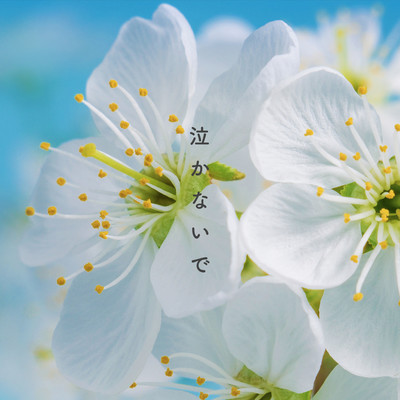 泣かないでのジャケット写真