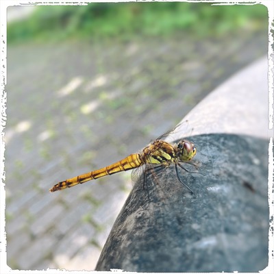 Zutto konomama de itakattayo Front Cover