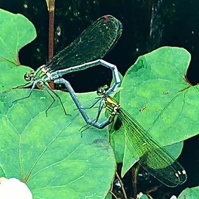 BioTape Front Cover