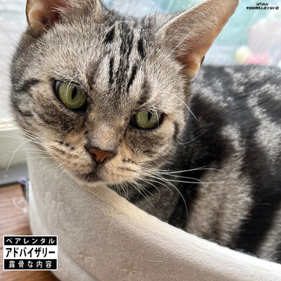 今日は何もしたくない日のジャケット写真