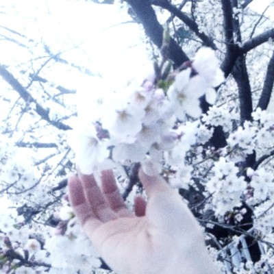 春霞のジャケット写真