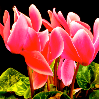 Cyclamen Front Cover