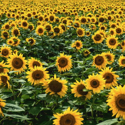 Sing for Peaceのジャケット写真