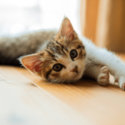 If I could become a small cat Front Cover