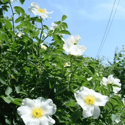 Cherokee rose walk Front Cover