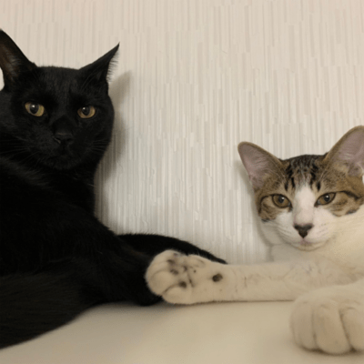 足跡のジャケット写真