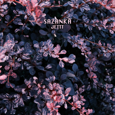 Sazanka Front Cover
