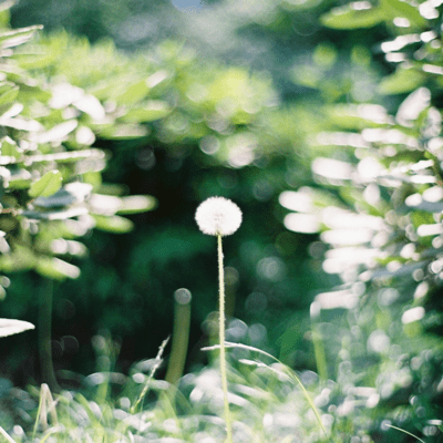 ひなたのジャケット写真