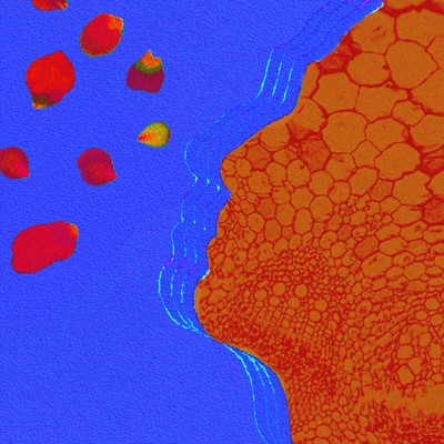 Blossoms Fall Front Cover