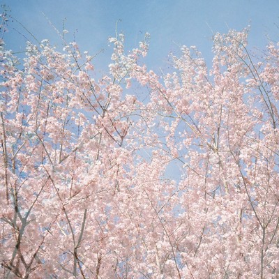 Shun Ka Shu Tou Front Cover