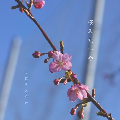 桜みたいやのジャケット写真