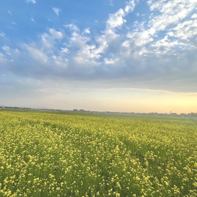 春霞のジャケット写真