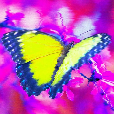 Butterfly&Bee Front Cover