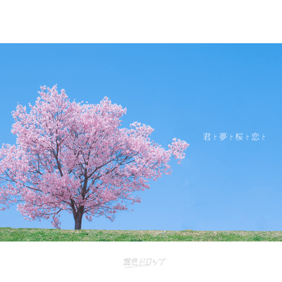 Kimi to yume to sakura to koi to Front Cover