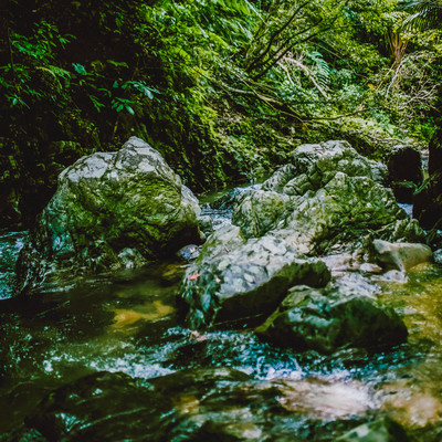 Stream in the Deep Forest (feat. Satoru Nakada) Front Cover