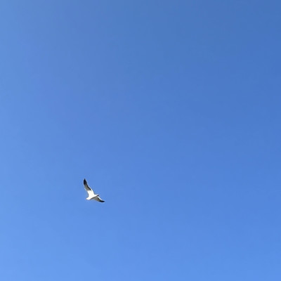 Euphoriaのジャケット写真