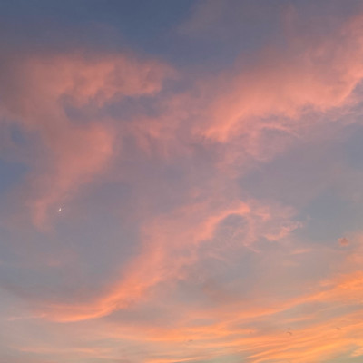 Dandelions (Cover) Front Cover