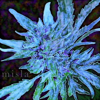 misla Front Cover