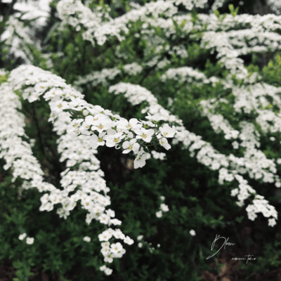 Bloomのジャケット写真