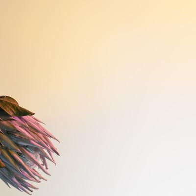 素晴らしい世界のジャケット写真