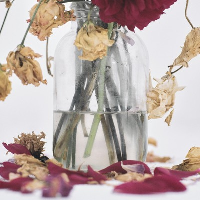 Camellia Front Cover