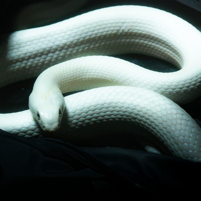 Ja no michi Front Cover