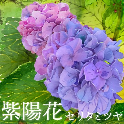 紫陽花のジャケット写真
