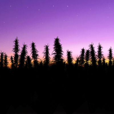 murasakinodaia Front Cover