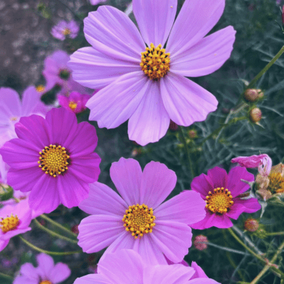 Window (feat. Pi) Front Cover