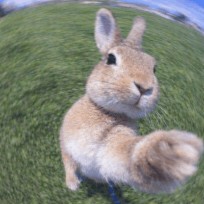 flawless/flowerless Front Cover