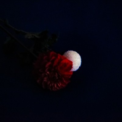 The Flower Never Die Front Cover