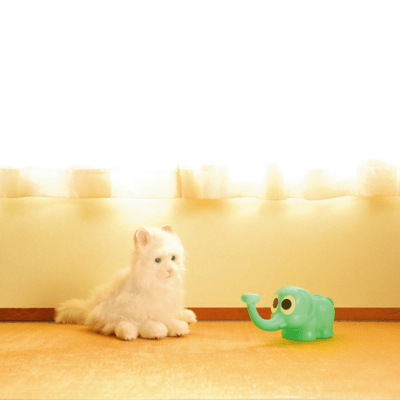 あしたのメのジャケット写真