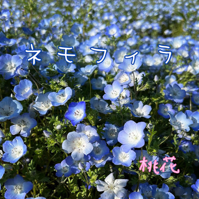 ネモフィラのジャケット写真