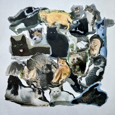 この街の猫は愛を知らないのジャケット写真