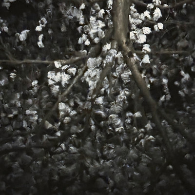 HARUKAのジャケット写真