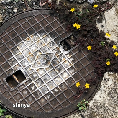 shinya Front Cover