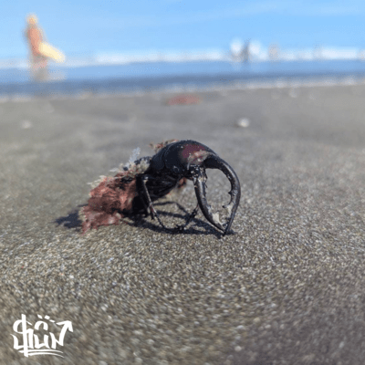 遺作 (feat. kasper, Voniki & miura)のジャケット写真