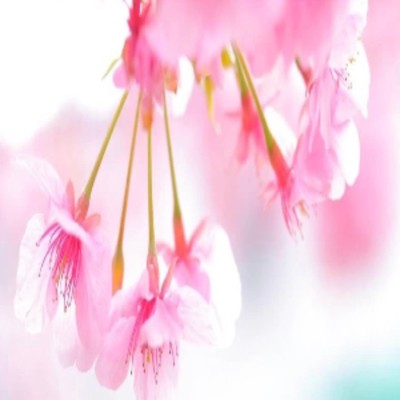 linkのジャケット写真